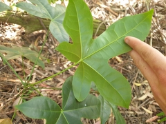 Brachychiton acerifolius