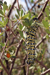 Gonimbrasia belina