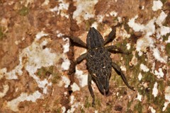 Poropterus ellipticus