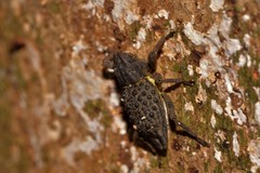 Poropterus ellipticus