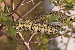 Gonimbrasia belina