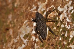 Poropterus ellipticus