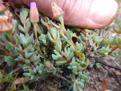 Lampranthus leptaleon