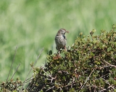Cisticola textrix