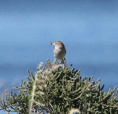 Cisticola textrix