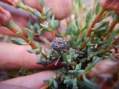 Lampranthus leptaleon