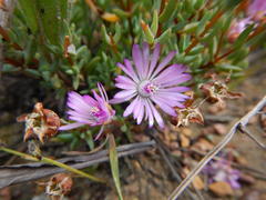 Lampranthus leptaleon