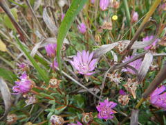 Lampranthus leptaleon