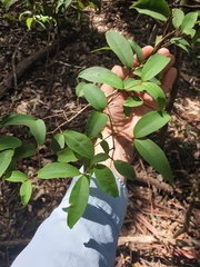 Pilidiostigma glabrum