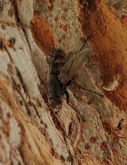 Tachinidae