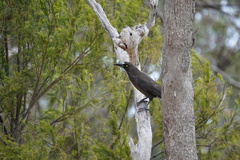 Strepera versicolor melanoptera