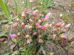 Lampranthus leptaleon