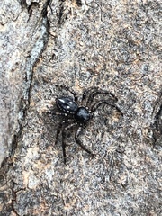 Tharpyna campestrata