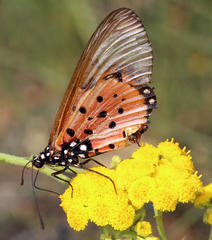 Acraea neobule neobule