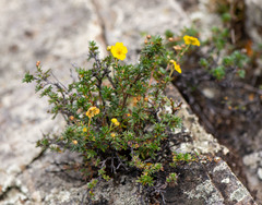 Dasiphora parvifolia