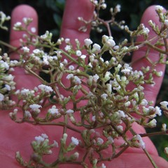Valeriana laurifolia