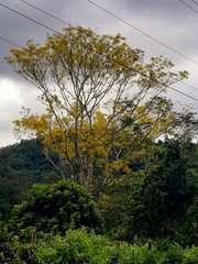 Magnoliopsida