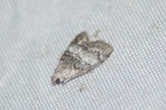 Pococera maritimalis