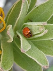 Phrynocaria gratiosa