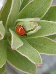 Phrynocaria gratiosa