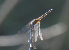 Trithemis festiva