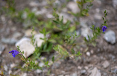 Dracocephalum peregrinum