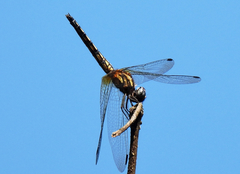 Trithemis festiva