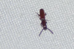 Taphroscelidia linearis