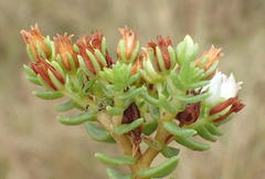 Crassula ericoides ericoides