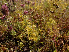 Drosera rupicola