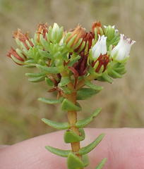 Crassula ericoides ericoides