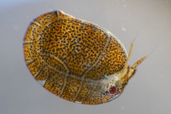 Cyproideidae