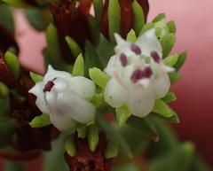 Crassula ericoides ericoides