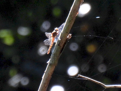 Orthetrum chrysis