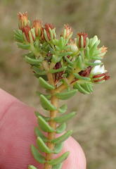 Crassula ericoides ericoides