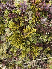 Veronica tetragona subsimilis