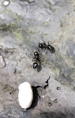 Crematogaster ferrarii