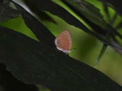 Arhopala amphimuta