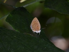 Arhopala amphimuta