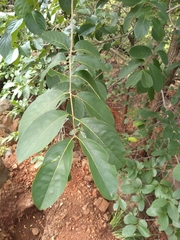 Terminalia chebula