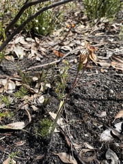Caladenia plicata