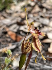 Caladenia plicata