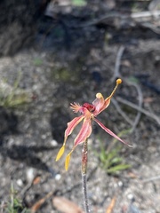 Caladenia plicata