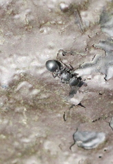 Cataulacus granulatus