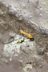 Gesomyrmex howardi