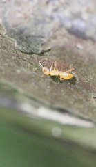 Gesomyrmex howardi