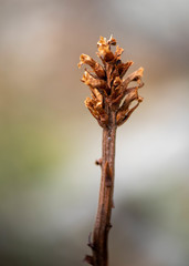 Orobanche coerulescens