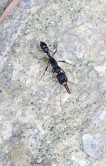 Harpegnathos venator