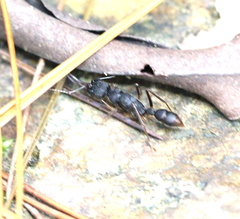 Harpegnathos venator