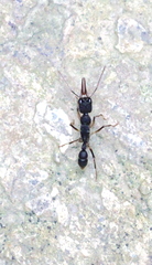 Harpegnathos venator